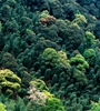 青海省持續(xù)開展大規(guī)模造林，國土綠化面積進(jìn)一步擴(kuò)大，省東部地區(qū)森林覆蓋率達(dá)32%高于全國平均水平