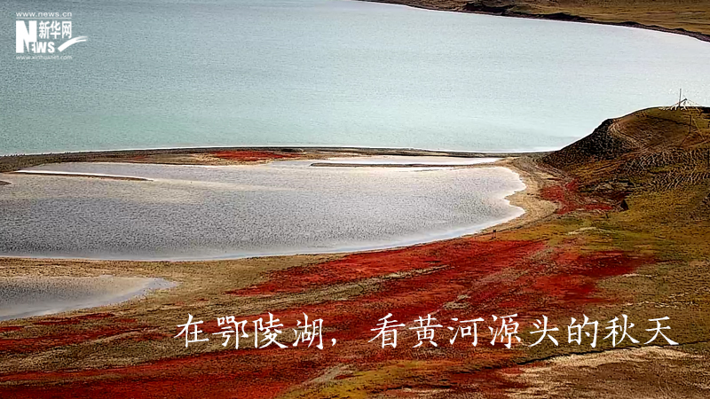 三江源慢直播丨在鄂陵湖，看黃河源頭的秋天