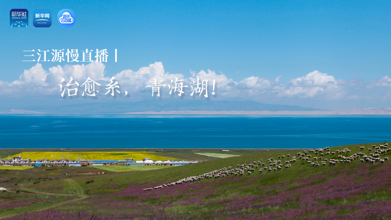 三江源慢直播丨治愈系，青海湖！